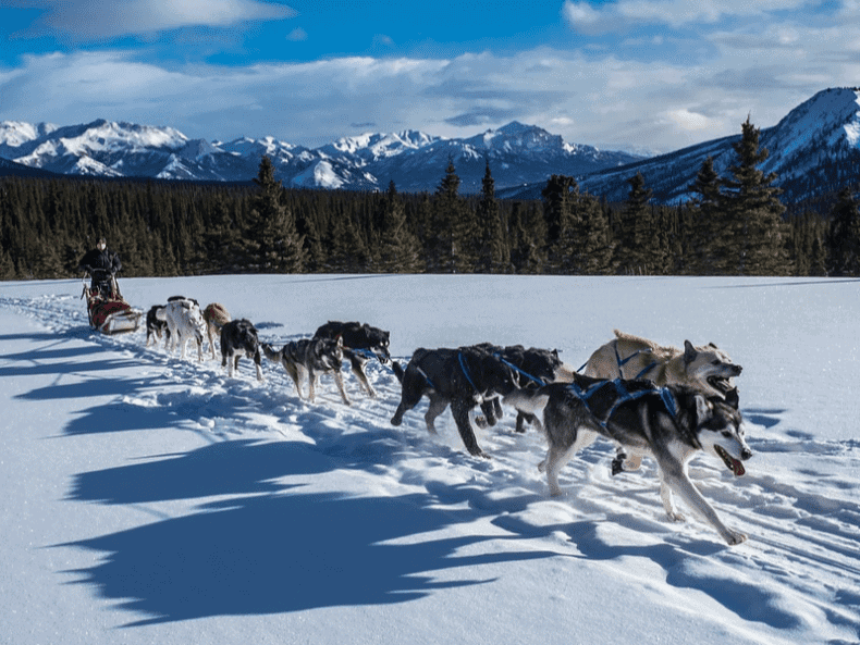 voyage authentique aventure chiens de traineaux