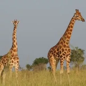 voyage safari en Afrique girafes