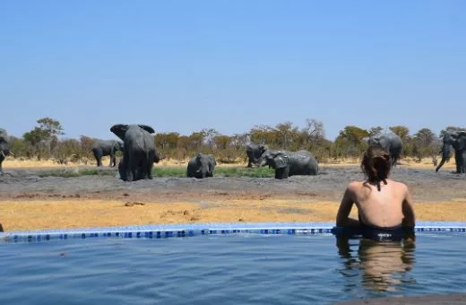 voyage de noces en fFrique original Afrique safari éléphants