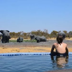 lune de miel atypique voyage safari en Afrique vue éléphants piscine destination voyages de noces surprise éléphants