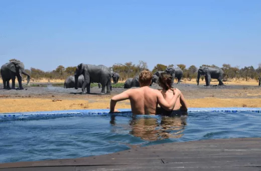 Couple voyage de noces safari surprise éléphants