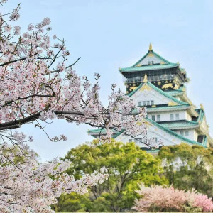 destination voyage de noces au Japon cerisiers en fleurs