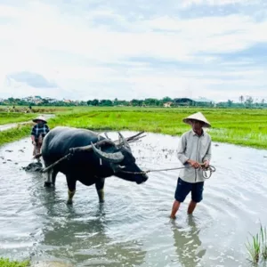 activité authentique rizières vietnam