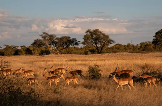 antilopes voyage en Afrique