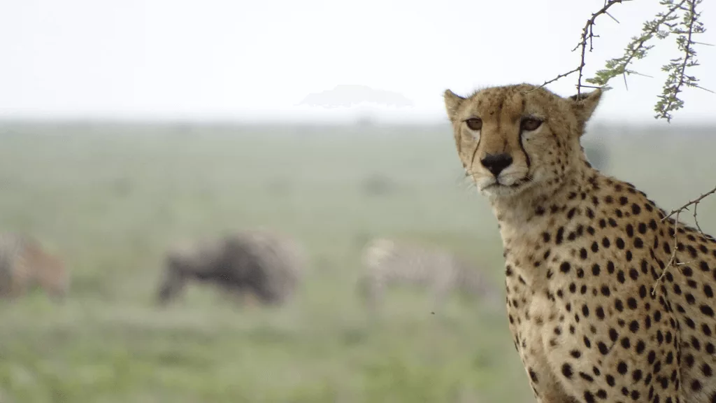 Léopard Afrique Guépard voyage safari