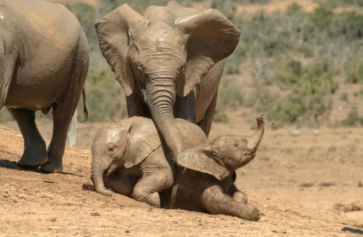 Voyage de noces safari elephants