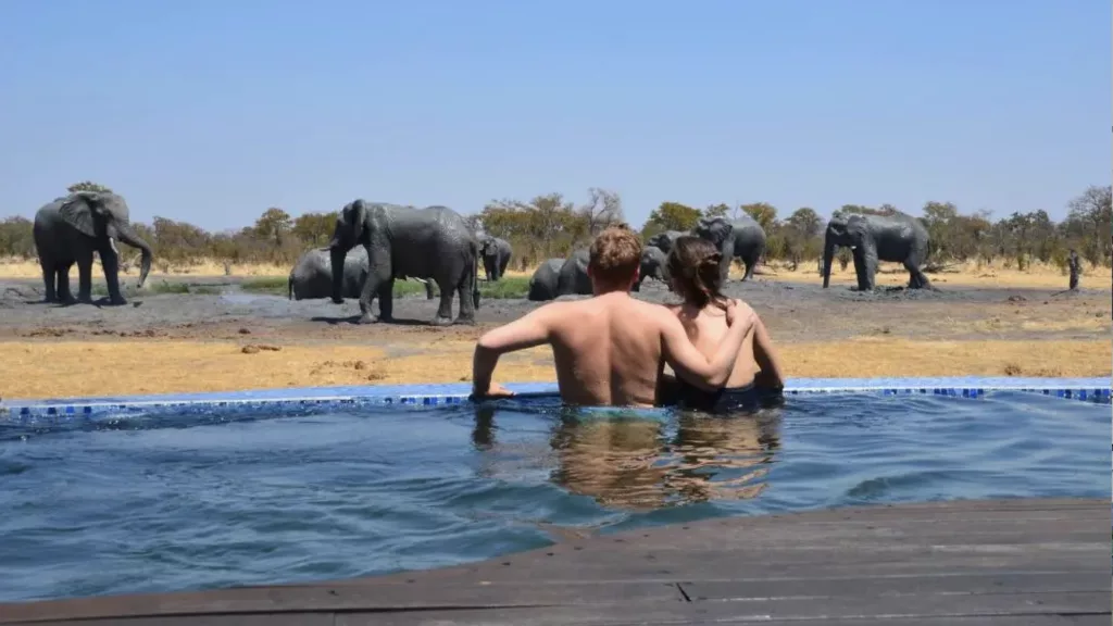 voyage de noces safari Afrique couple en lune de miel devant éléphants