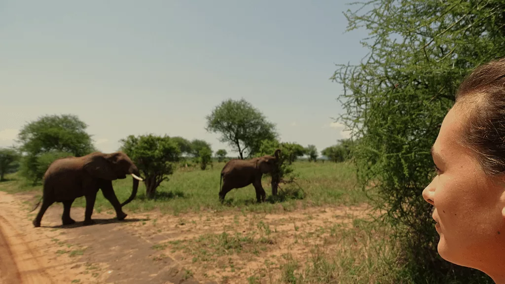 Safari éléphants Tanzanie