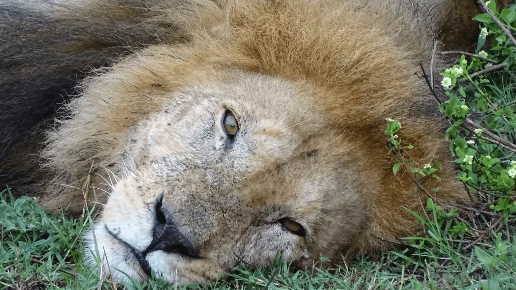 Lion safari Afrique