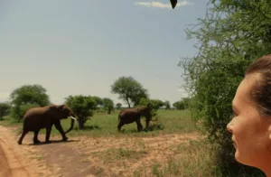 voyage de noces insolite safari Afrique éléphants