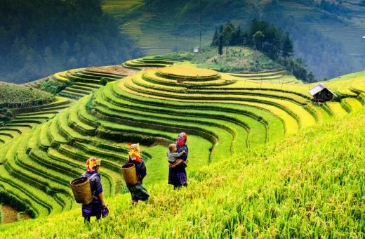 Panorama voyage de noces en avril vietnam rizières