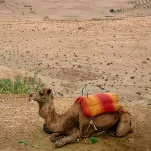 Unsplash chameaux maroc destination surprise-2