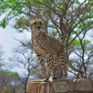 lune de miel en avril en Afrique du sud guépard