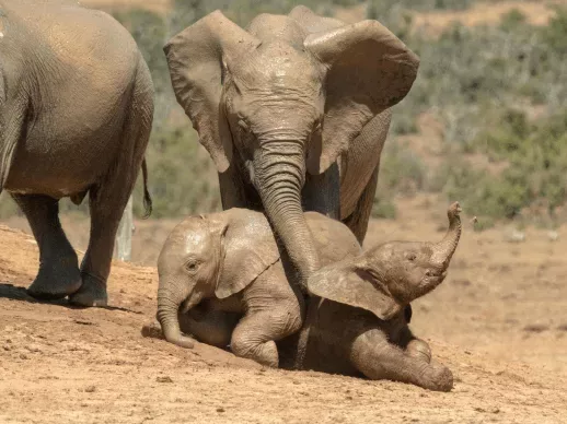 avis voyage surprise Afrique élephants Tanzanie