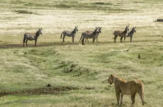 Voyage de noces octobre safari Afrique